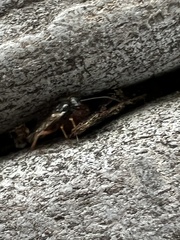 Auplopus mellipes