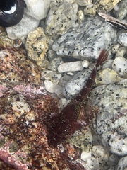 Oligocottus rubellio