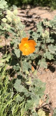 Sphaeralcea coulteri