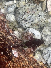 Oligocottus rubellio