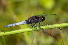 Erythrodiplax connata