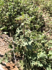 Sphaeralcea coulteri