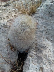 Escobaria chlorantha