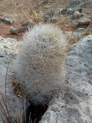 Escobaria chlorantha