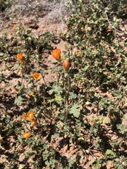 Sphaeralcea coulteri
