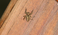 Asaphobelis physonychus