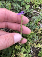 Triodanis
