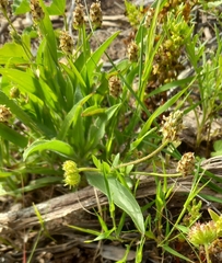 Plantago amplexicaulis