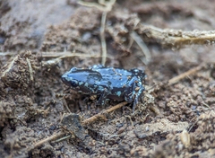 Chiasmocleis albopunctata