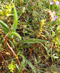 Plantago amplexicaulis