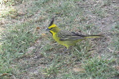 Gubernatrix cristata