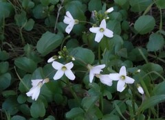 Cardamine californica