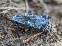 Chiasmocleis albopunctata