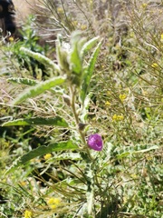 Sphaeralcea angustifolia