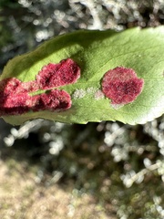 Eriophyes virescens
