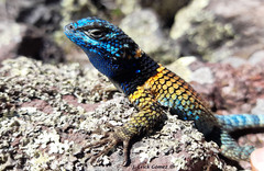 Sceloporus aureolus