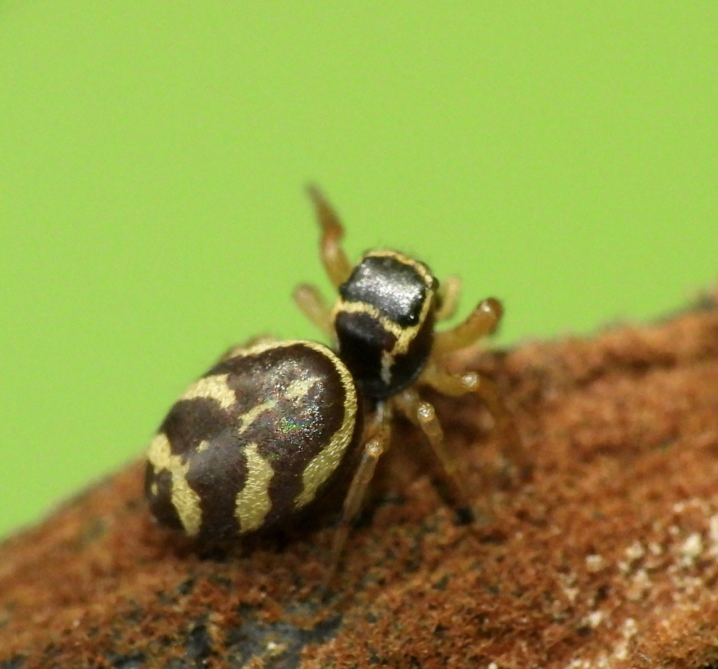 Sassacus aurantiacus