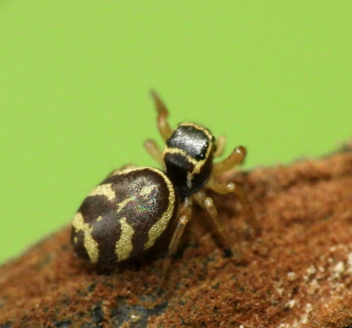 Sassacus aurantiacus