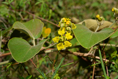 Stigmaphyllon bonariense