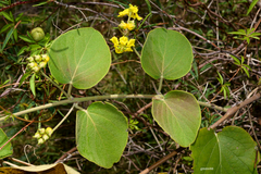 Stigmaphyllon bonariense