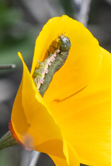 Prodeniini