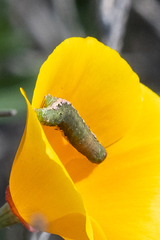 Prodeniini