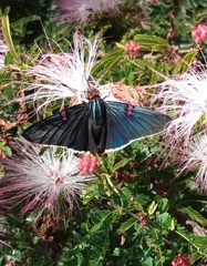 Phocides polybius phanias