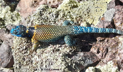 Sceloporus aureolus