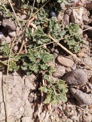 Malvella leprosa