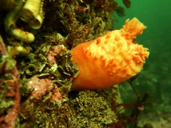 Halocynthia aurantium