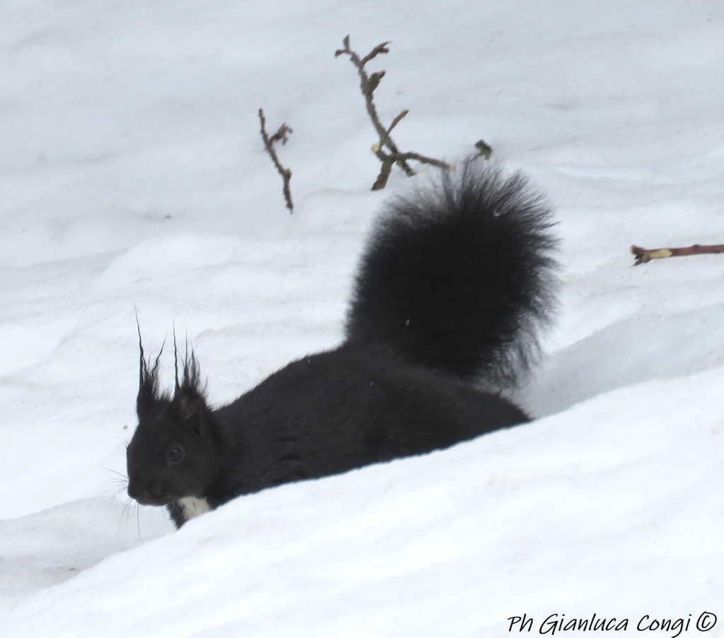 Calabrian Black Squirrel from 87055 San Giovanni in Fiore CS, Italia on ...