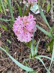 Hyacinthus orientalis