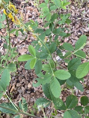 Crotalaria