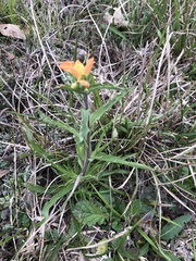 Castilleja indivisa