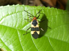 Oncopeltus sandarachatus