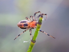 Alpaida veniliae