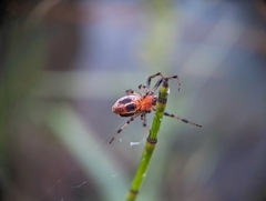 Alpaida veniliae