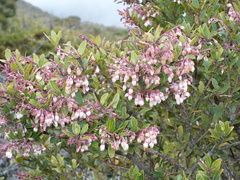 Vaccinium consanguineum