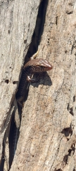 Concinnia tenuis
