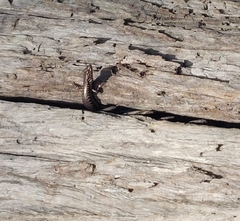 Concinnia tenuis
