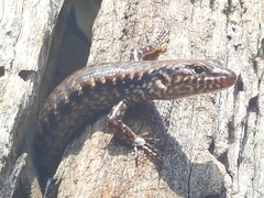 Concinnia tenuis