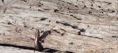 Concinnia tenuis