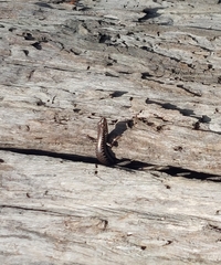 Concinnia tenuis