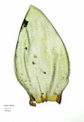 Pleurozium schreberi