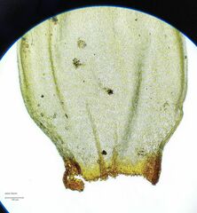 Pleurozium schreberi