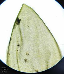 Pleurozium schreberi