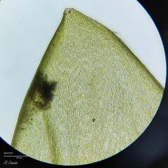 Pleurozium schreberi