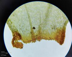 Pleurozium schreberi