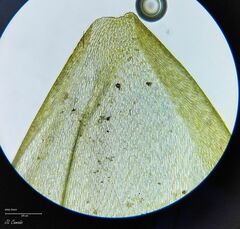 Pleurozium schreberi