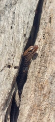 Concinnia tenuis